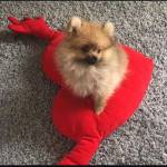 PSY4_MAHER PSY4_MAHER