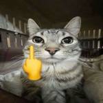 DONT F*** WITH CATS
