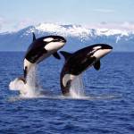 Sea Orca