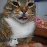 Minou Boudy