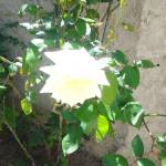 Mohamed Ouni Ouni